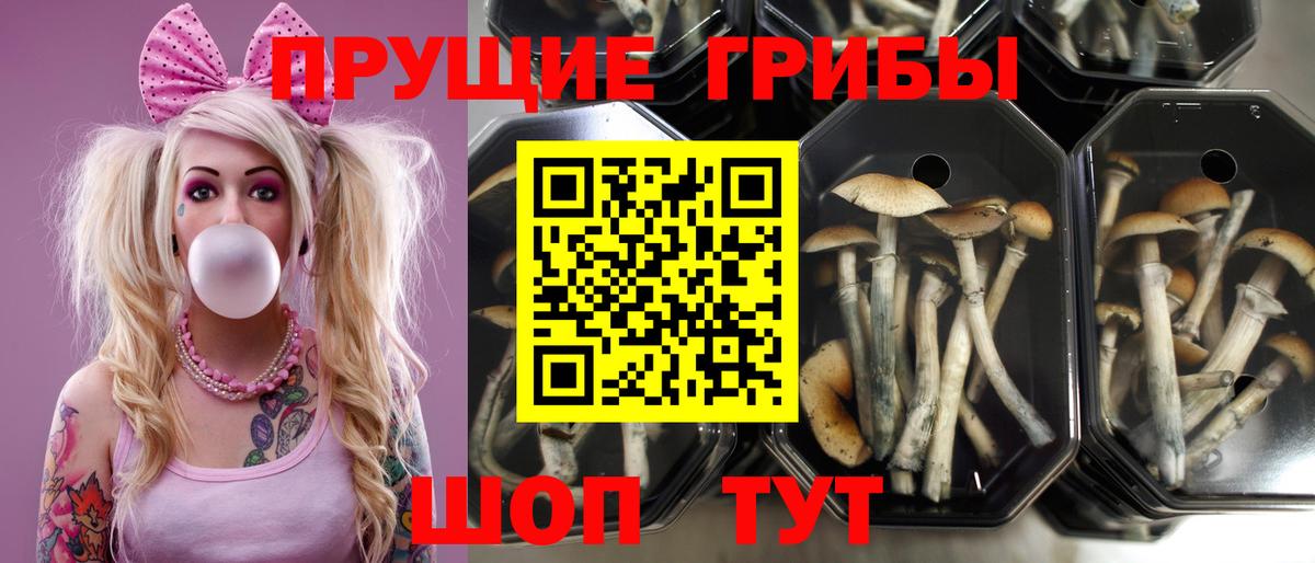 Галлюциногенные грибы GOLDEN TEACHER  Вход с VPN  Кузнецк 